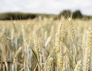 波斯新星队卓越表现继续稳坐榜首